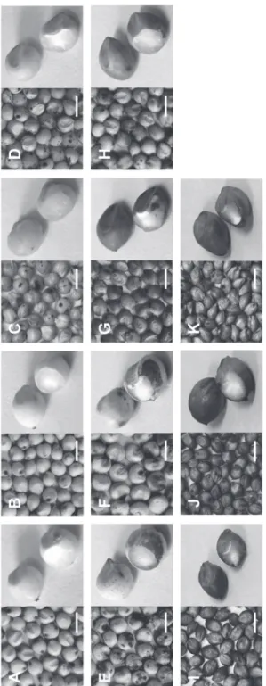 Figure 1. Grain colour of sorghum accessions. A, BTx623. B, SAP-034. C, SAP-233. D, SAP-115