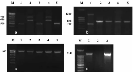 Figure 1. Using allele-specific primers for the identification of Vrn genes in DT wheat-barley substitution lines: 