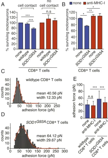 Fig. 4. Mutant cytotoxic CD8 + T cells mediate the death of motoneurons in a cell contact-, MHCI-dependent manner