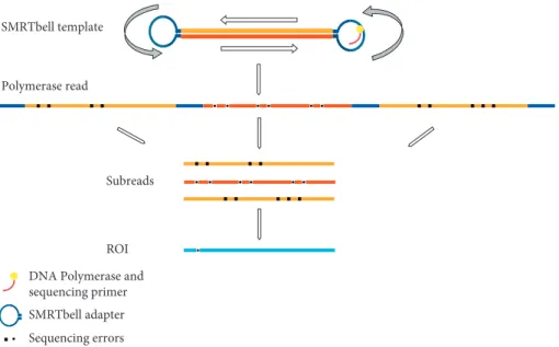 Figure 7: Schematic representation of a SMRTbell template sequencing. The ﬁgure shows the sequencing process and the read terminology.