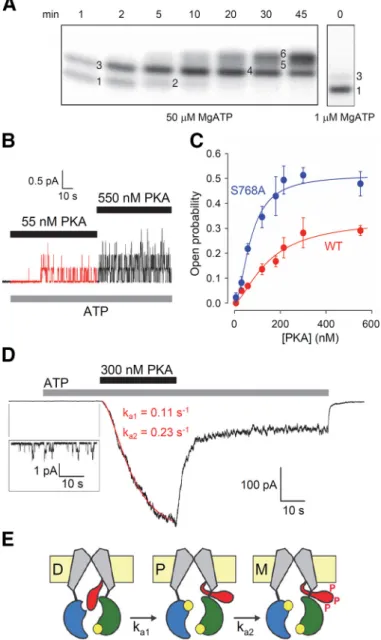 FIGURE 6. Regulation of CFTR channel activity through phosphory- phosphory-lation by PKA