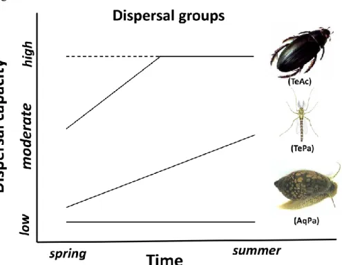 Fig. 1 Expected changes in dispersal capacity over time of three dispersal mode groups based  on the literature data