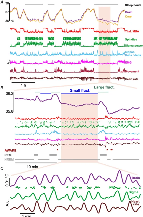 Figure 5. Spontaneous microfluctuations of physiological signals in natural sleep