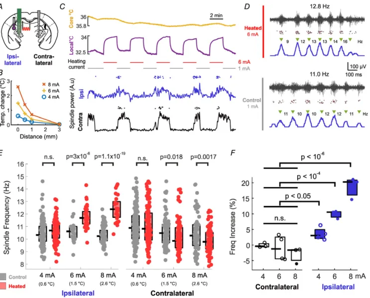 Figure 2. Temperature influences sleep spindles by a local mechanism