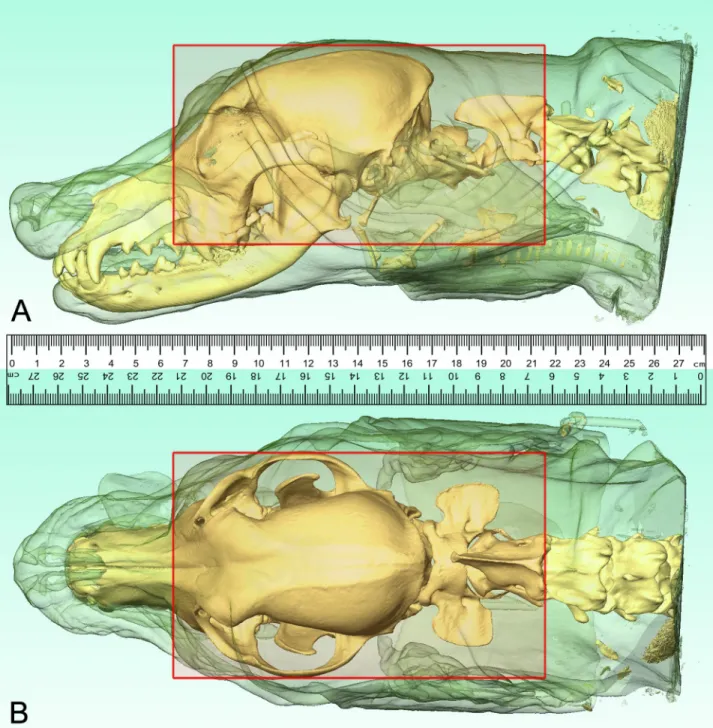 Fig 1. Localizing the boundaries of the head block. Based on the CT-scans, three-dimensional reconstructions were made to determine the borders of the head block (red rectangle)