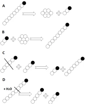 Figure 1: CGTase-catalysed reactions: A: cyclization, B: