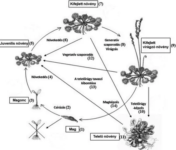 1. ábra. A kereklevelű harmatfű (Drosera rotundifolia) életciklusa és habitusa. 