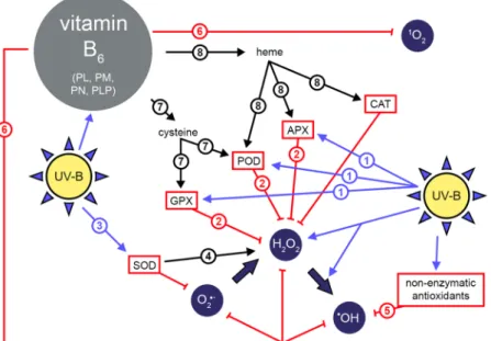 Figure 2 is a schematic representation of a hypothesis on possible roles of B 6  vitamers in UV-B responses