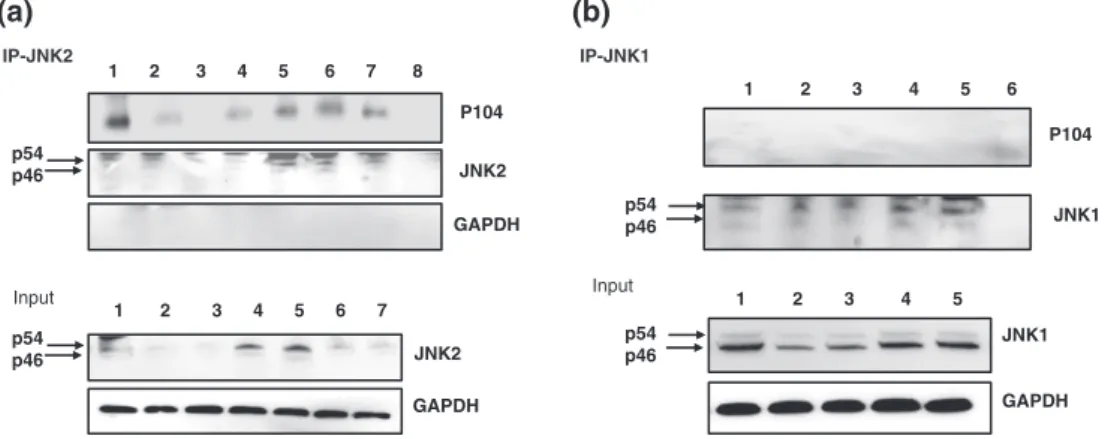 FIGURE 3 Abrogation of JNK2/p104 interaction leads to proteasome ‐ mediated JNK2 degradation