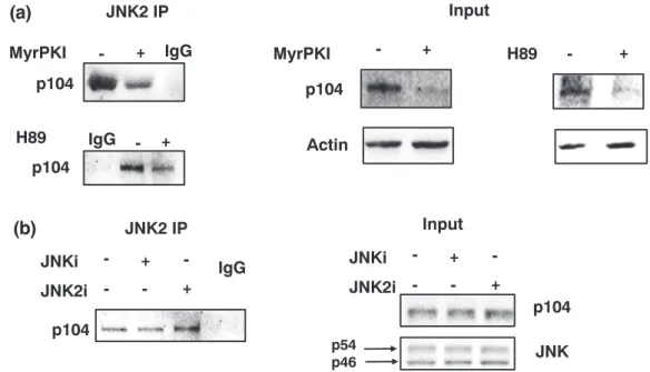FIGURE 5 PKA phosphorylation increases association of p104 with JNK2. (a) Immunoprecipitation analyses with an anti ‐ JNK2 antibody using whole cell lysates derived from virulent Theileria annulata ‐ infected macrophages treated or not with the PKA specifi
