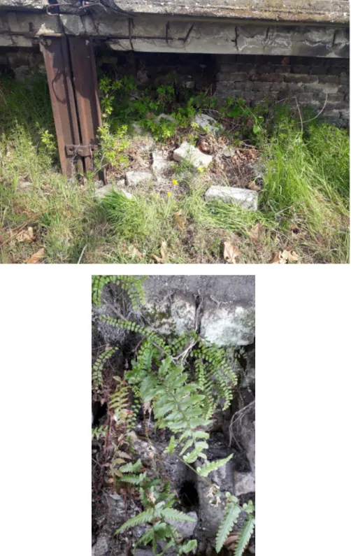 Fig. 2. Habitat (above) and the plant (below) of Polystichum aculeatum in Kiskunfélegyháza.