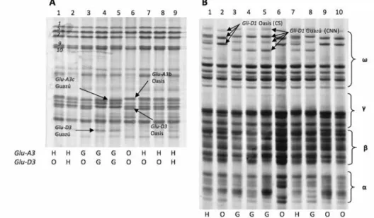 Figure 1. Electrophoresis separation of storage proteins from F2 seeds of the cross Prointa Guazú × Prointa  Oasis