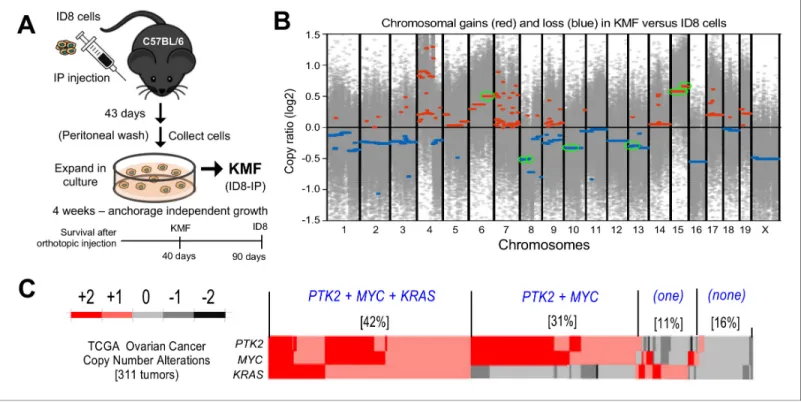 Figure supplement 1. Analysis of PTK2 mRNA and FAK protein expression as a function of genomic copy number.