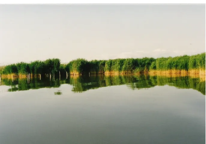 Figure 3. A wealthy reed-stand with sighn of water lewel fluctuation. 