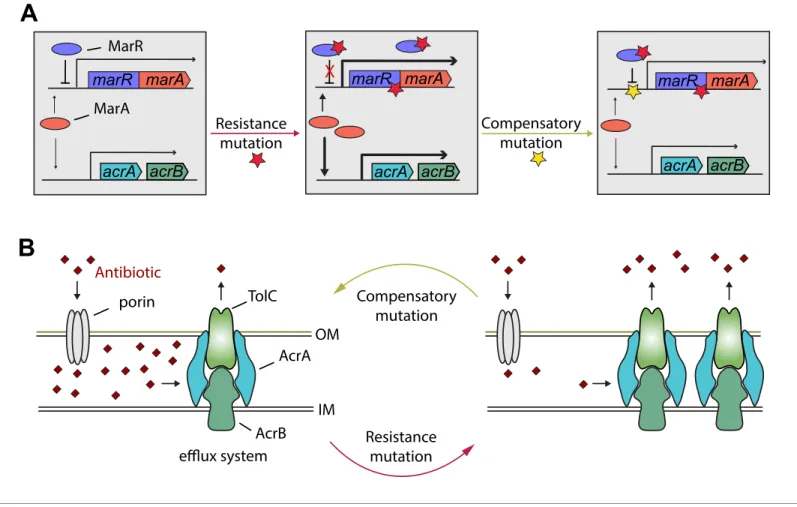 Figure 6. Hypothetical mechanism of compensation by a marR compensatory mutation. The mar regulon participates in controlling several genes involved in resistance to antibiotics including the AcrA/AcrB/TolC multidrug efflux system (panel A)