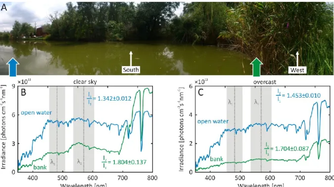 Figure 9: Spectral characteristics of a natural habitat of P. aquatica. (A) Panorama photo  of  a  small  lake  from  a  fishing  pier