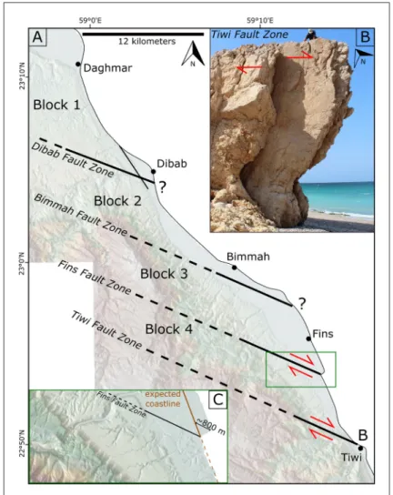 Figure 4: Terraces and rose diagrams of the detected faults and terraces. The dissenting directions confirm that the  terraces do not represent fault surfaces and are merely of conventional marine terrace origin