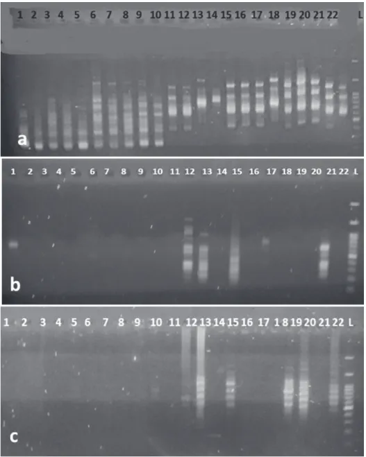 Fig. 2. Amplification of DNA from Geranium leaf using three different extraction methods  by ISSR amplification and the primer (AGC)  5 GG