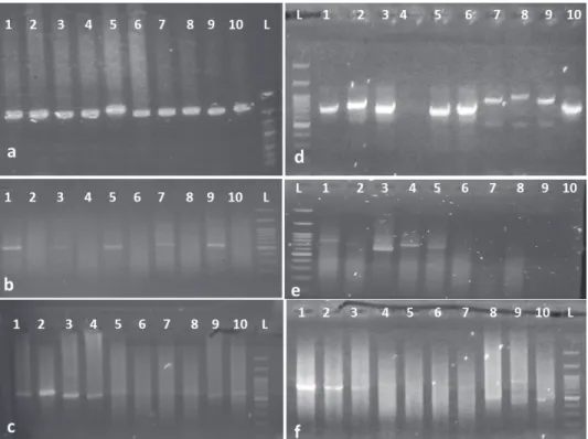 Fig. 3. Agarose gel (1.5%) showing the PCR amplified ITS (Fig. 3a, b, c) and trnL-F (Fig
