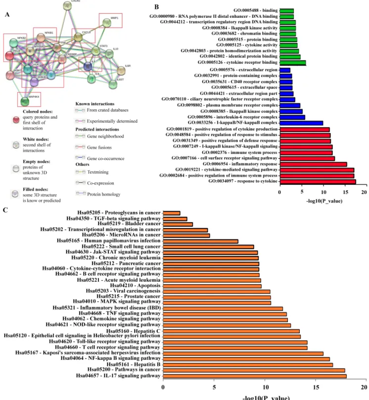 Figure 6. Network of NF-κB protein interactors. A) STRING database output depicting functional and physical interactors of the NF-κB related proteins, IKKα (CHUK),  IKBKB, p50/NFKB1, p65/RELA, NIK (MAP4K4), p52 (NFKB2), RELB, IL-8 (CXCL8), IL6, and MMP-1 o