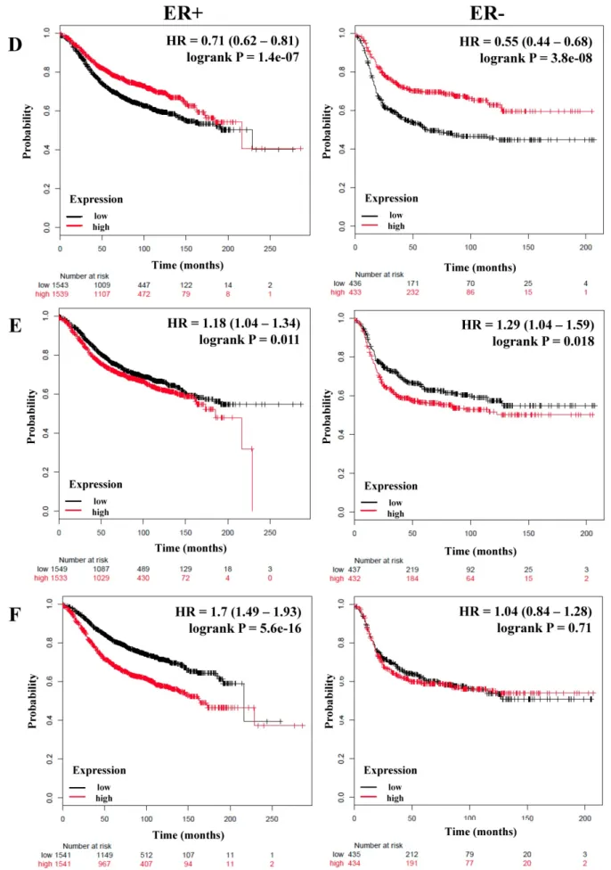 Figure 2. The prognostic value of the expression of genes associated with the NF-κB pathway based on ER (estrogen receptor) status