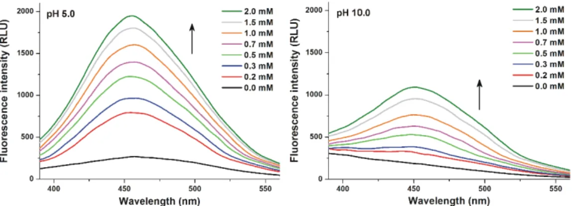 Figure 4. Fluorescence emission spectra of Z14G (1 µM) in the presence of increasing concentrations  of RAMEG (0.0–2.0 mM) in 0.05 M sodium acetate (pH 5.0; left) and in 0.05 M sodium borate (pH 10.0; 