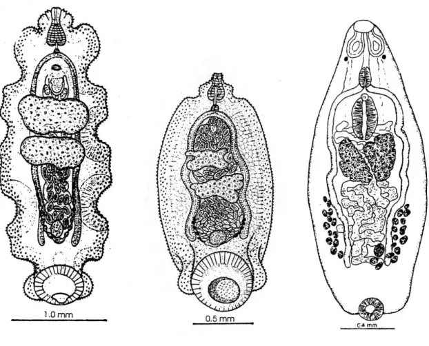 6. ábra: Néhány S EY  O TTÓ  által leírt Amphistoma faj:  Annelamphistoma elegans T HACHER , S EY  &amp; J ÉGU , 1996 (bal), Inpamphistoma papillatum T ATCHER , S EY  &amp; J ÉGU , 1996 (közép), 