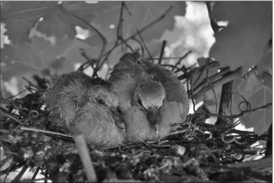 1. ábra: Balkáni gerle fészekalj (Fotó: J UHÁSZ  L.)  Figure 1: Nestlings of  Eurasian Collared Dove (Photo: J UHÁSZ  L.)