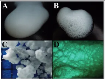 Figure 1 Aerosol foam (A); propellant-free foam (B); solid  polypropylene foam particles (C); stucture of a gum based 