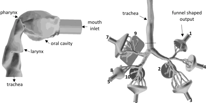 Figure  1.  Side  view  of  the  oropharyngeal-laryngeal  (left)  and  anterior  view  of  the  tracheobronchial (right) parts of the model airway geometry