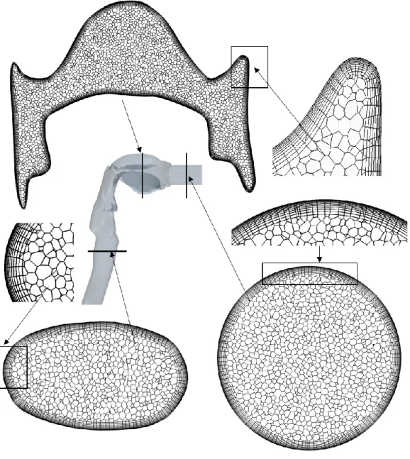 Figure 2. Cross sections of the applied computational mesh at different locations of the airway  geometry 