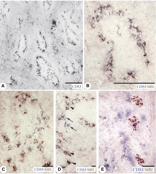 Fig. 2. MBL-positive cells express CD83 in the spleen. (A–D) Field isolate 13887, 10 dpi