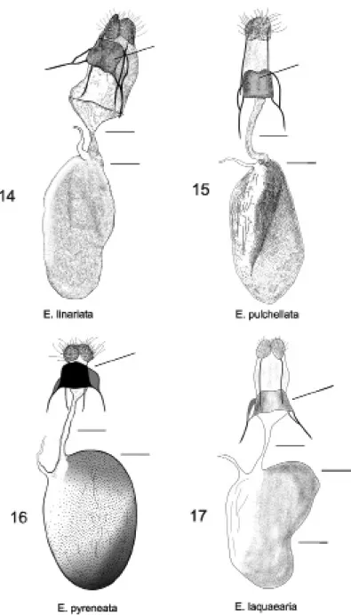 14–17. ábra: Nőstény genitália; 14. Eupithecia linariata, 15. E. pulchellata,  16. E. pyreneata, 17