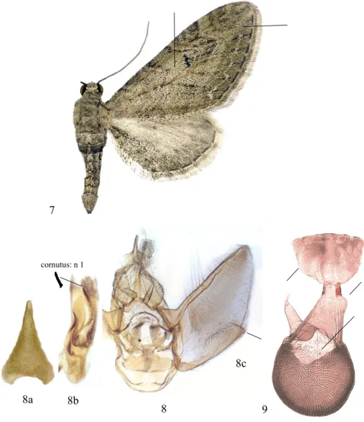 7–9. ábra – Figures  7–9. Eupithecia ochridata (2. generáció): 7. imágó, 8. ♂ genitá- genitá-lia; 8a
