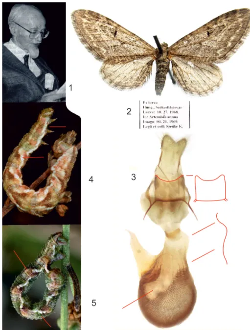 1–5. ábra: 1. Rudolf Pinker (1905–1987); – Eupithecia ochridata; 2. imágó (Székesfehérvár); 