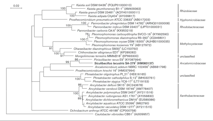 Fig. 1. Phylogenetic position of SA-279 T and related type strains based on the 16S rRNA gene