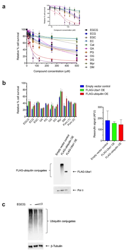 Figure 5.  Catechin gallates, alkyl gallates, and myricetin reduce cell viability in a manner protected by  overexpression of Uba1 or ubiquitin in cells and EGCG inhibits global cellular ubiquitination