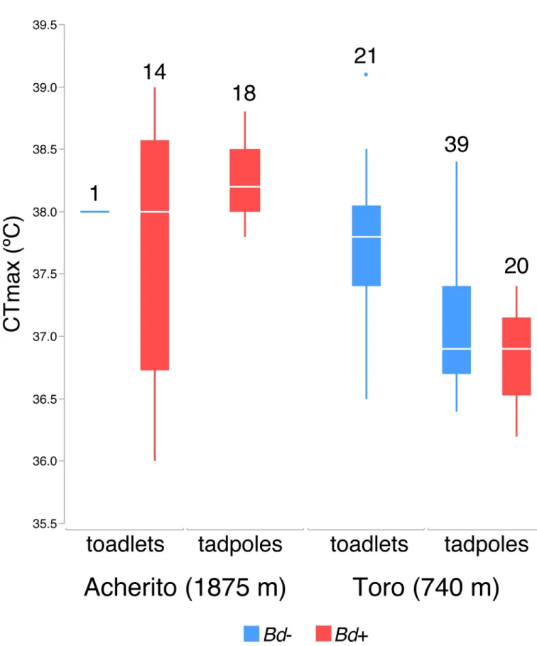 Fig 1. CTmax (˚C) in both tadpoles and toadlets from the two studied localities, Acherito and Toro