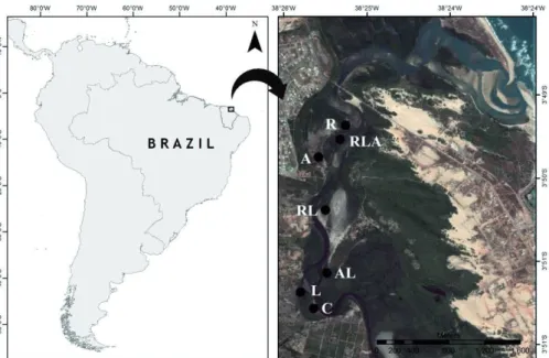 Figure 1. The Pacoti river  estuary in the state of Ceará,  Brazil. The right image shows  the river at their left,  sur-rounded by mangroves, until  the discharge in the Atlantic  Ocean at the top; part of  for-est areas in the center of the  image are se
