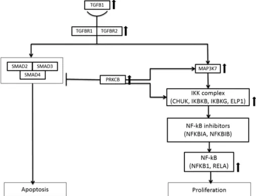 Figure 2. mRNA expression of members of TGFB1-associated pathways in leukocytes of patients with acute EBV infection