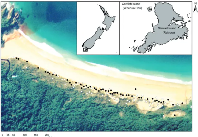 Figure 1. Skink survey sites (n = 99) in the Sealers Bay dunes, Codfish Island (Whenua Hou)