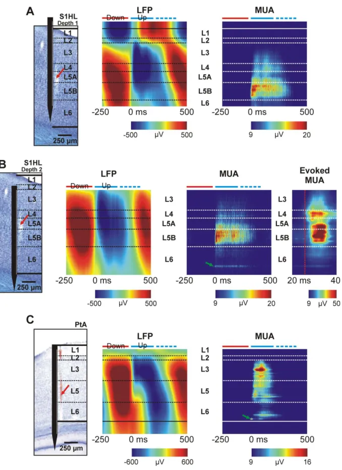 Figure 5. – Up-state onset-locked local field potential (LFP) and multi-unit activity (MUA)  depth  profiles  from  different  cortical  regions
