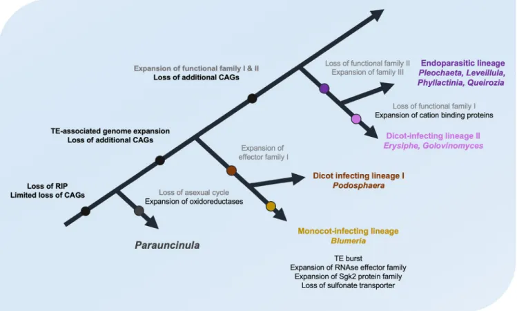 FIG 5 A hypothetical model for the evolution of the PM fungi. A simpliﬁed and schematic phylogenetic tree illustrating the evolution of PM fungi is shown.