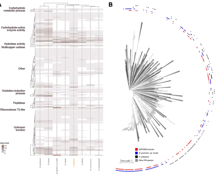 FIG 4 Comparative analysis of the P. polyspora secretome. (A) Heat map depicting the differences in the SP gene content of the publicly accessible PM genomes and the genomes of two related leotiomycete species, S