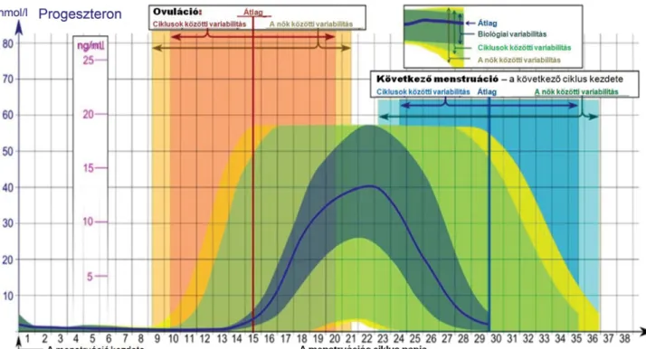 2. ábra A progeszteronszintek koncentrációi és változásai a menstruációs ciklus során