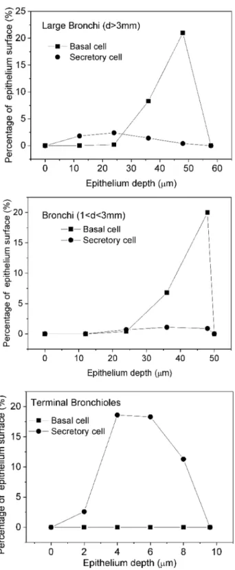 Fig. 2    Depth distribution of the basal and secretory target cells in the  epithelium of the large bronchi, bronchi and terminal bronchioles