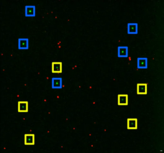 Figure 6.  Two-color imaging of fluorescent beads. Beads that can be excited at 561 nm (green dots) have  secondary images, while others excited at 647 nm are singlets (red dots)