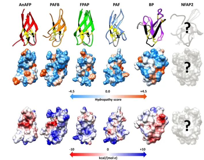 Figure 3. Tertiary structure, hydrophobicity (Kyte-Doolittle scale of amino acids with colors ranging from blue for the most hydrophilic to white at 0.0 to orange for the most hydrophobic) and electrostatic surface (Coulombic surface coloring of amino acid