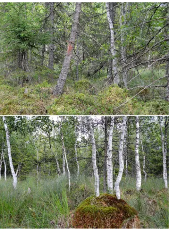 Fig. 1    Two sampled habitat types: pine forest bog (above) and birch  forest bog (below)