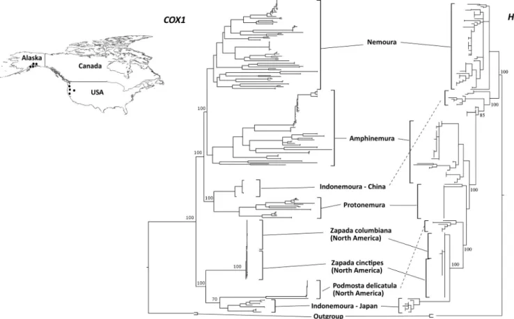 Fig 3. Maximum likelihood trees based on both cox1 and H3 markers for comparison between the East Asia Nemouridae family and three North American Nemourinae species: Zapada cinctipes, Z
